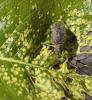 Otiorhynchus aurifer